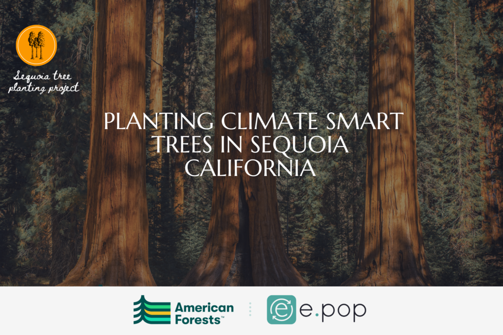 sequoia trees text planting climate smart trees in sequoia California